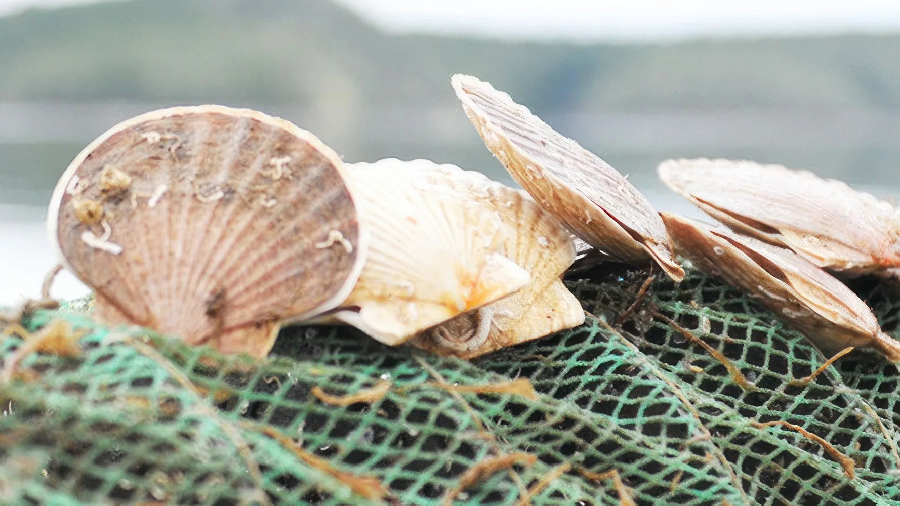 regenerative ocean farming